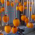 寒風が吹くと柿を吊したくなり、今度は大和柿を吊しました。　　　　　・寒風に柿吊したくなりにけり(和良)