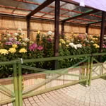 吉野川市鴨島町の菊花展では菊が整然と並び香りを放っていました。　・我独りゐて菊の香を存分に（和良）