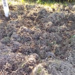 モラエスの像がある山頂広場には猪の掘り返した跡がありました。　　　　・丹念に耕せしごと猪の跡(和良)