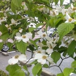 徳島市の文学書道館の駐車場に花水木が綺麗に咲いていました。　　　・花水木咲く文学書道館(和良)