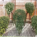 懸崖の菊は小菊が咲き始めていました。　　　　　　　　　　　　　　　　　　・懸崖の小菊の遅速気にかかる（和良）