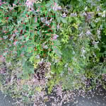 鈴廣蒲鉾店のお蕎麦屋さんの庭で見たこぼれ萩です。　　　　　　　　　　　　・こぼれたる萩にこぼれてこぼれ萩（和良）