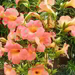 藍住町で散歩の時に見つけた凌霄花は盛りの色でした。　　・散れば咲くのうぜんけふも花盛り（和良）