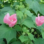 皇居東御苑で見た芙蓉の花です。咲き始めたばかりでした。 ・咲き初めし芙蓉の花の淡さかな （和良）