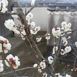 板野町の五番札所で探梅しました。奥院への参道に梅が咲いていました。　・白梅に始まる道を釈迦堂へ（和良）