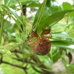 徳島市の文化の森で羽化寸前の蝉の幼虫に出会いました。珍しいことでした。  ・やうやくに動きの止まり蝉生まる（和良）
