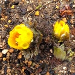 岩田公次主宰の句碑を取り囲むかのように福寿草が咲いていました。　　　・句碑囲み幸せ招く福寿草(和良)