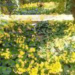 徳島城公園の石蕗の花は毎年増えているように感じました。　　　　　　・城山へどの道行けど石蕗の花(和良)