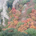 ロープウエイから見た寒霞渓の紅葉は断崖の底まで続いていました。　・断崖の谷底までも冬紅葉（和良）