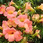 凌霄花は家の前の通りまで花を一杯散らせていました。　　・通りまでのうぜんの花こぼれ散り（和良）