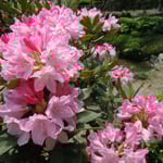 石井町の童学寺の庭園では石楠花の老樹が爛漫の花を咲かせていました。・石楠花の紅一点といふ老樹(和良)