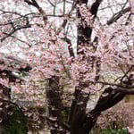 目白のたくさん来ている蜂須賀桜は甘い香りがしました。　　・目白来て甘き香りのする桜（和良）