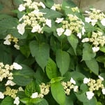 我が家の庭の額の花も待ち遠しかった雨に喜んでいるようでした。　　　　　　　・雨の日の白の眩しき額の花(和良)