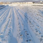 一面銀世界となった野や畑からの風は凍えるほどに冷たかったです。・白銀の野よりの風の冷たさよ(和良)