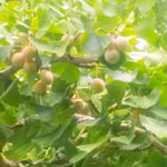 城址公園では銀杏をつけ始めていましたが今年はどれも小振りでした。・今年はも銀杏どれも小振りなる(和良)