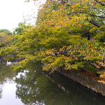 倉敷美観地区の初紅葉は掘割を覆い尽くすかのようでした。　　　　　　・掘割を覆ひてをりぬ初紅葉(和良)