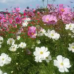 鳴門ウチノ海総合公園では5万本の中で白いコスモスが印象に残りました。　・乱れ咲き白の際立つ秋桜（和良）