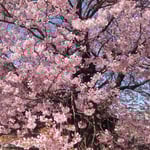 徳島藩主が愛したという原田家住宅の蜂須賀桜は堂々としていました。・堂々と蜂須賀桜咲き満てる(和良)