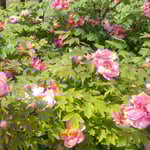 咲き揃って観音寺は文字通り牡丹の寺となっていました。　　　　　・咲き揃ひ牡丹の寺となりにけり(和良)