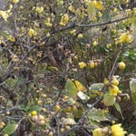 暖かい日差しが当たると臘梅の花弁が膨らんだように見えました。　・日差し受け臘梅少し膨らみぬ(和良)