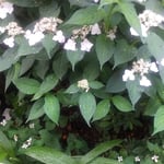 我が家の庭では額の花と十薬と百合の花の白が特別に目立ちました。　・額の花十薬百合とどれも白(和良)