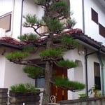 毎年、手入する我が家の松は少し風格が出てきた気持ちがします。　　　・手入され松に風格出て来たる(和良)