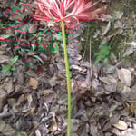 藤井寺では咲き誇っている一本の曼珠沙華を見つけました。　　・曼珠沙華一本なれど凛として（和良）