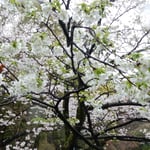 様々な桜の中でも美しい若葉をつけた桜が目に留まりました。　　　・美しき若葉をつけしこの桜(和良)
