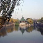 無錫市の太湖湖畔で見た柳です。黄色に色づいていました。 ・黄を染めし湖畔の柳ここ無錫（和良）