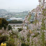 「花見山　心の手紙館」からは大鳴門橋が一望できました。　　　　　　　　　　　　　　　・糸桜越しに鳴門の海見えて(和良)