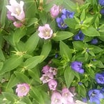 川越市の蔵造りの町の老舗の店先に竜胆の鉢植を見つけました。　　　 　・蔵の町竜胆の咲く老舗かな（和良）