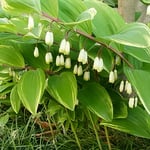 鳴子百合は静かなお屋敷の外側にひっそりと咲いていました。　　・お屋敷は静かなりけり鳴子百合（和良）