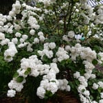 牡丹が終わった神宮寺では庫裏裏への道に小手鞠が咲いていました。　　　・庫裏裏へ小手鞠の花咲ける道（和良）