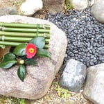 徳島市の武家屋敷・原田家住宅では玄関に椿が生けられていました。　　　・玄関に椿一輪生けられて(和良)