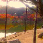 栗林公園の大きな根上がり松の向こうに綺麗な冬紅葉が見えました。　　・根上がりの松の緑と冬紅葉(和良)