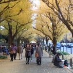 神宮外苑の絵画館前の銀杏並木です。銀杏祭が開かれていました。　　　　　　　　　　　　　　　　　　　　　　　　・銀杏散る神宮外苑黄に染めて(和良)