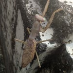 文化の森の裏庭で見た蟷螂の緑の眼が美しかったです。　　・蟷螂は枯れていません緑の眼（和良）