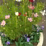 大鉢のコスモスは花やかで竜胆はつつましく見えました。　　　　・コスモスは花やぎ竜胆つつましく(和良)