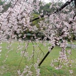 徳島中央公園のしだれ桜は満開でしたが雨のため閑静としていました。・花咲けど人来ぬ雨の日曜日(和良)
