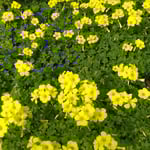 手入れされた庭に咲いたおきざり草は春を告げるようでした。 　・おきざり草春はそこまで来てをりぬ(和良)