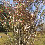 文化の森の満作の花は枯葉を一杯つけて咲いていました。　　・満作の枯葉纏ひて咲きにけり(和良)