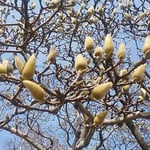 徳島市中央公園では日差しを浴びてはくれんが咲き始めていました。　　　・はくれんの膨らみ初めし空青く（和良）