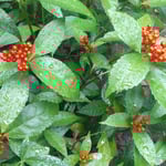 折からの時雨に濡れた実千両は一段と赤く見えました。　　　・雨に濡れ千両の赤一段と（和良）