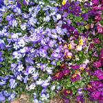 徳島市中央公園の線路に沿った庭園にパンジーが咲いていました。　　　　・遠くから見ても確かにパンジーと（和良）