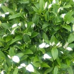 藍住町で散歩していますと畦道に半夏生草が生い茂っていました。　・雨の日の半夏生草遠目にも(和良)