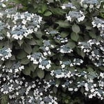 梅雨には紫陽花でしょう。これは額紫陽花。額の花とも言います。 ・雨の日も清しと思ふ額の花（和良）