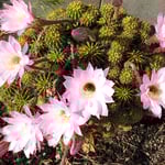 我が家の庭では仙人掌が今年もたくさんの花をつけました。　　　　　・太陽にたじろがぬ花仙人掌は(和良)