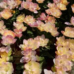 チューリップには次々に新種が生まれていると聞きました。　・新種かな薔薇のやうなるチューリップ（和良）