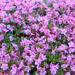 東御苑の菖蒲園で見た杜鵑花の垣根は明るかったです。　　　　　　　　　・咲き満てる杜鵑花の垣の明るさよ（和良）