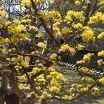 原田家住宅の裏庭には山茱萸の黄色い花が咲き満ちていました。　・山茱萸のまぶしき庭となってをり(和良)